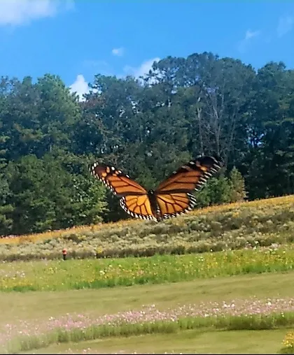 Beautiful Butterfly